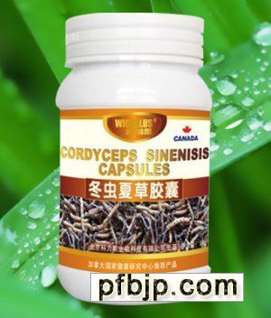 x(chng)Ĳz Cordyceps Sinenisis Capsulesl(f)